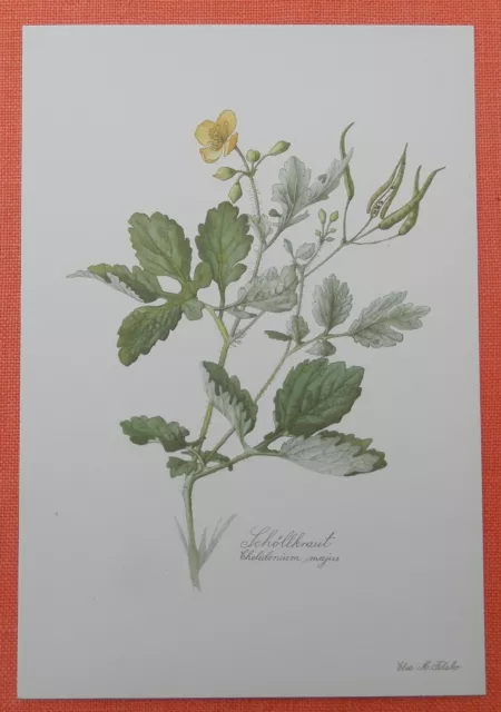 Schöllkraut Chelidonium majus Farbdruck Heilpflanze 1954 Elsa M. Felsko