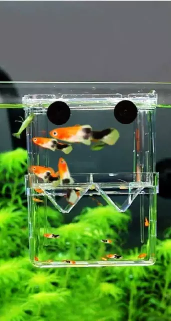 Aquarium Breeder Box for Fish Tank Breeding Incubator Hatchery Isolation Box Fry