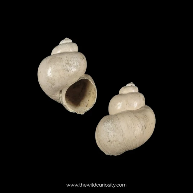 Fossil Freshwater Snail Shell | Viviparus Sp. | Fossilised Gastropod | Mollusc