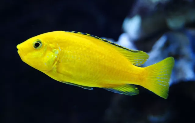 Electric Yellow Lab Cichlid (Labidochromis caeruleus) - Live Freshwater Fish