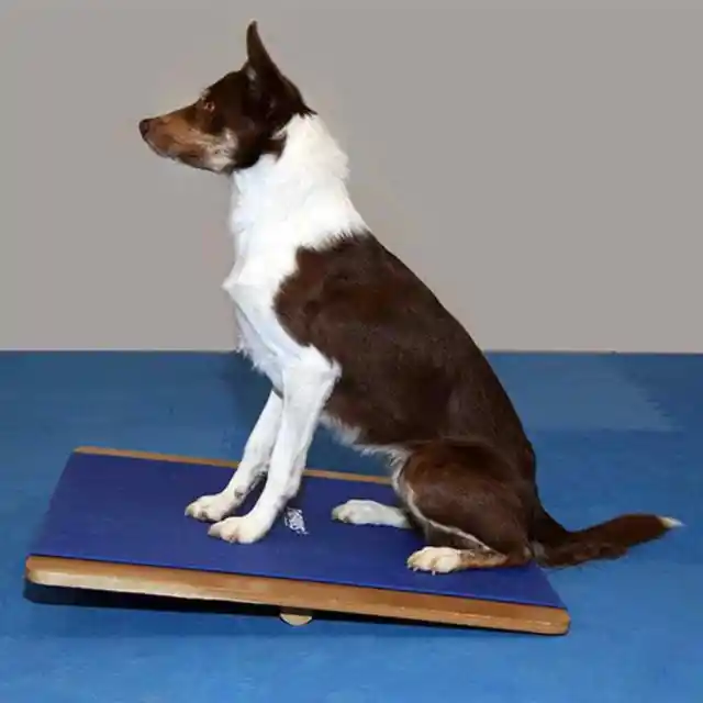 FitPAWS tavola traballante grande 75x75 cm blu allenamento equilibrio agilità cani FitPA