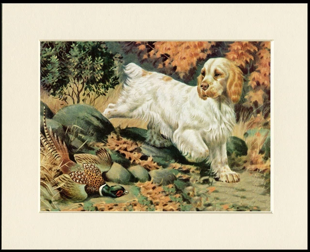Clumber Spaniel And Pheasant Lovely Dog Art Print Mounted Ready To Frame