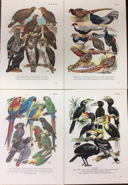 Vintage Bird Book Plate Prints X 4. Free P&P