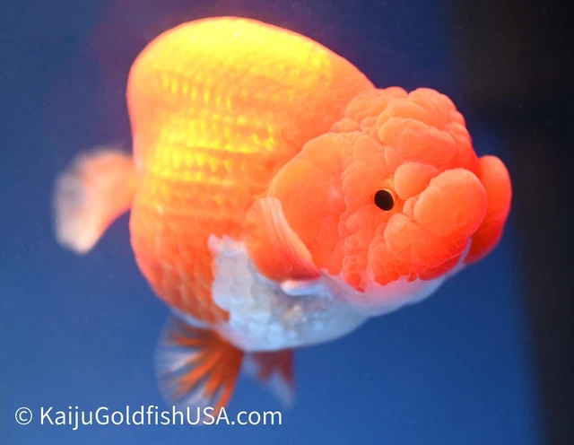 Live Fancy Goldfish Red White Buffalo Ranchu 4.5 - 5 inches (1208_RC07)