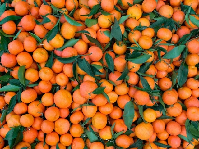 5 Kg  Mandarino Calabria Mandarini  Biologici No Pesticidi Buccia Edibile Bio