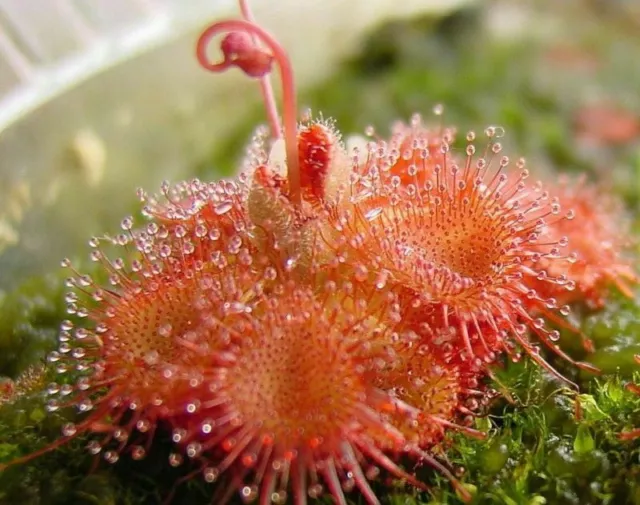 Drosera Sessilifolia - Plante Carnivore, 10 Graines