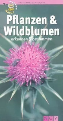 Pflanzen und Wildblumen erkennen & bestimmen: Wegwe... | Buch | Zustand sehr gut