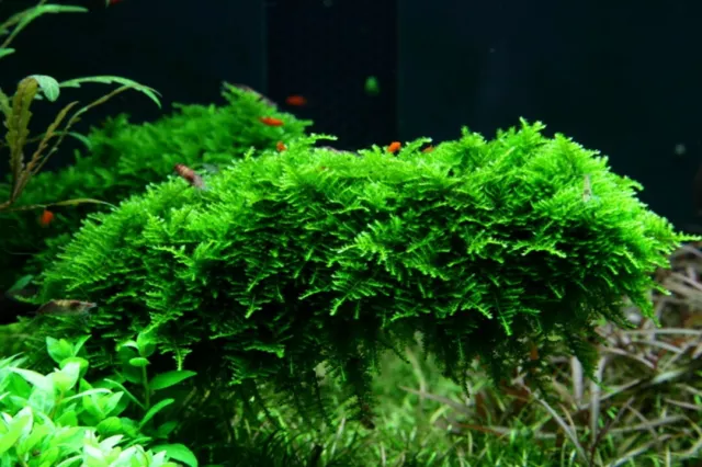 XL In-Vitro Christmas Moss / Vesicularia dubyana 'Christmas Moss', Moos