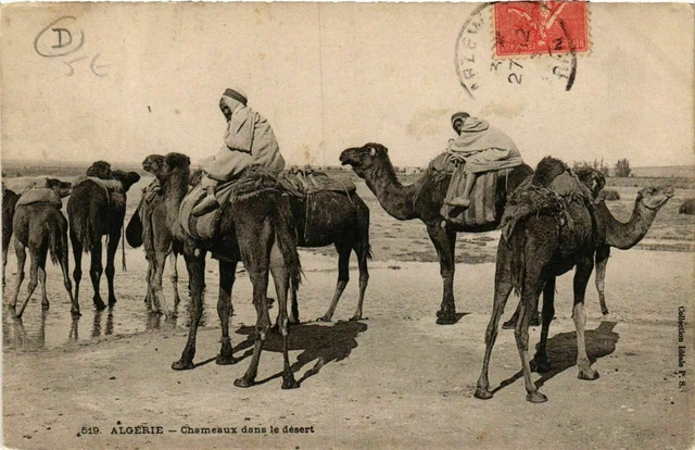 CPA AK Chameaux dans le Désert ALGERIE (749404)