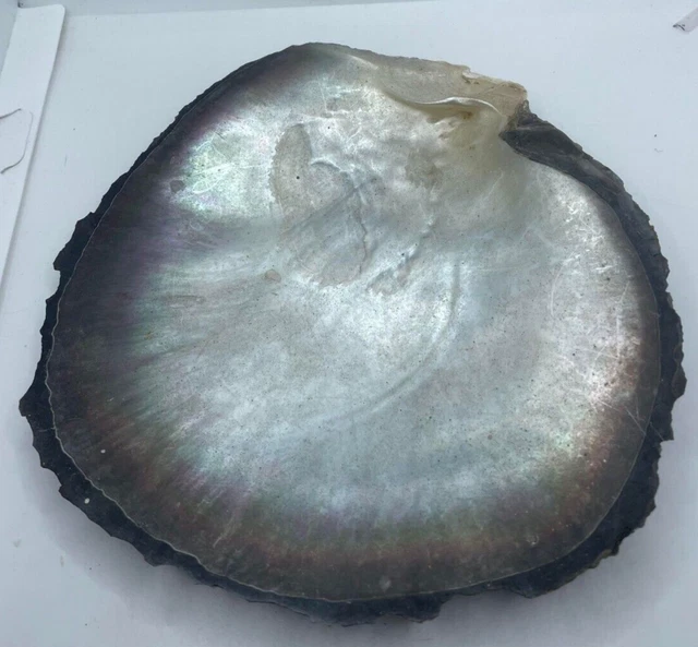 Coquillage Artisanal Du Japon : Coquille De Grillon à Ailes De Renard Naturelle