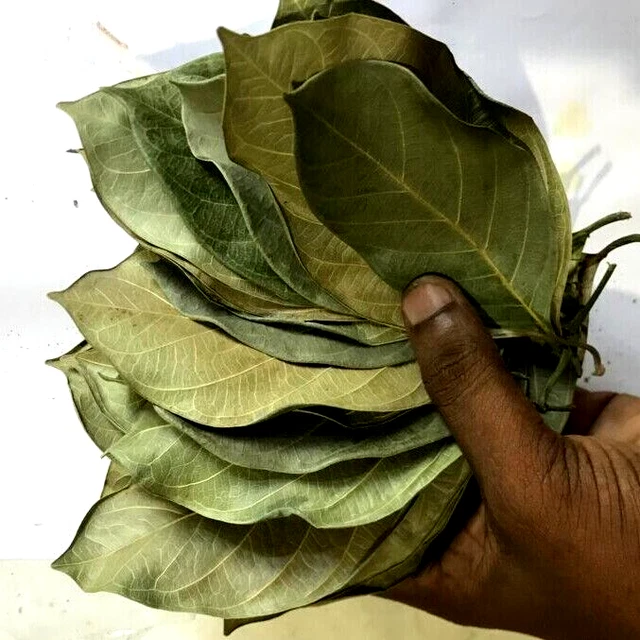 +50 Jackfruit Leaves Natural Dried for Aquarium Decoration and Fish Habitat
