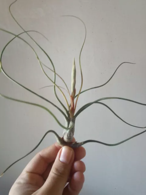 Tillandsia butzii plantas colección CLAVEL DE AIRE 10 cms aprox.