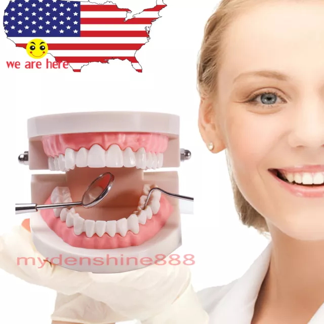 Dentist /school Teach Study Adult Standard Typodont Demonstration Teeth Model US