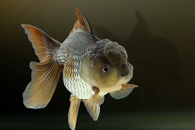 1.5 - 3 inch Live Assorted Oranda Goldfish for fish tank, koi pond or aquarium
