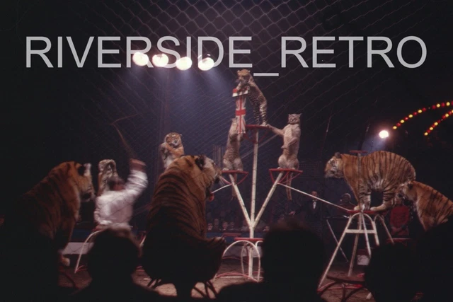 35MM COLOUR SLIDE - 1970s Circus Tiger Display EUR 12,25 - PicClick IT