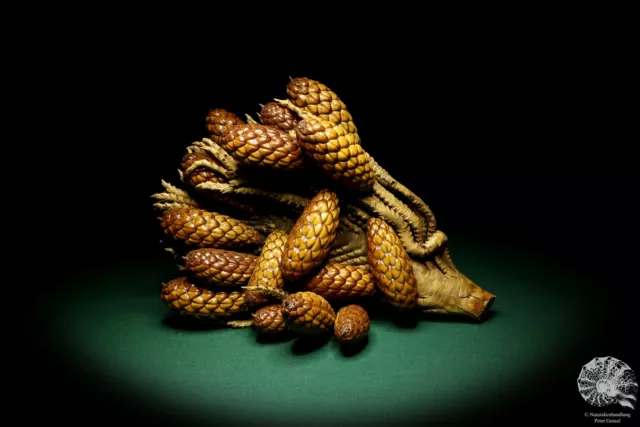 Raphia farinifera tropical centroáfrica palmera reciente frutos secos especie