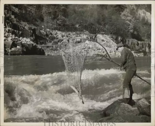 Press Photo Fish Tagger Nets Salmon on Fraser River in Hell's Gate Gorge