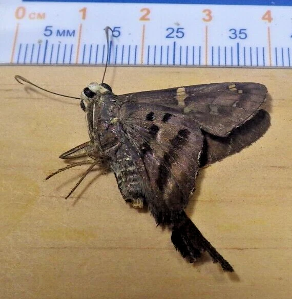 Long-Tailed Skipper Urbanus proteus Hesperiidae Lepidoptera Southeast Texas M15