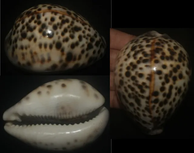 Tonyshells Seashells Cypraea tigris f. pardalis 73.5mm F+++/gem, superb multiple