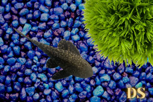 4"-5" Common Pleco Algae Eater Live Freshwater Aquarium Fish