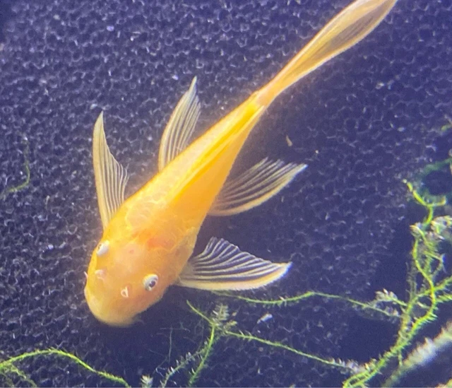 Longfin Blue Eye Lemon Bristlenose Pleco L144 Juvenile 1.5"-2" Aquarium Fish 3