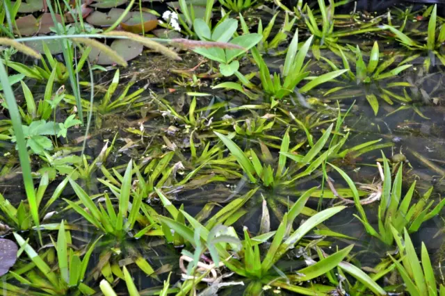 3x Krebsschere Jungpflanzen Zyklische Teichpflanzen für jeden Teich. Teichaloe.