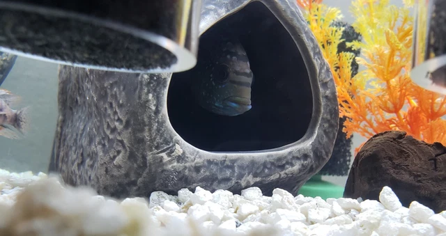 Jack Dempsey Cichlid Freshwater Aquarium Fish 4