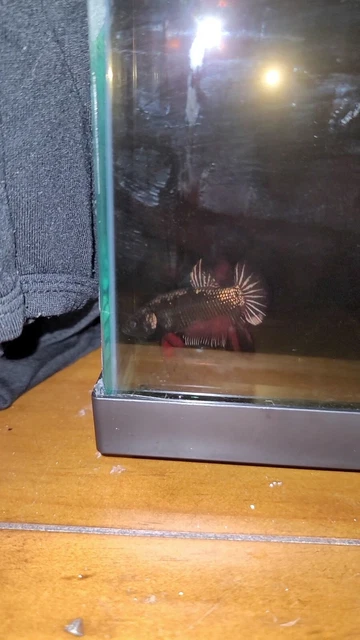 Live betta fish male Black, Red, Purple Copper