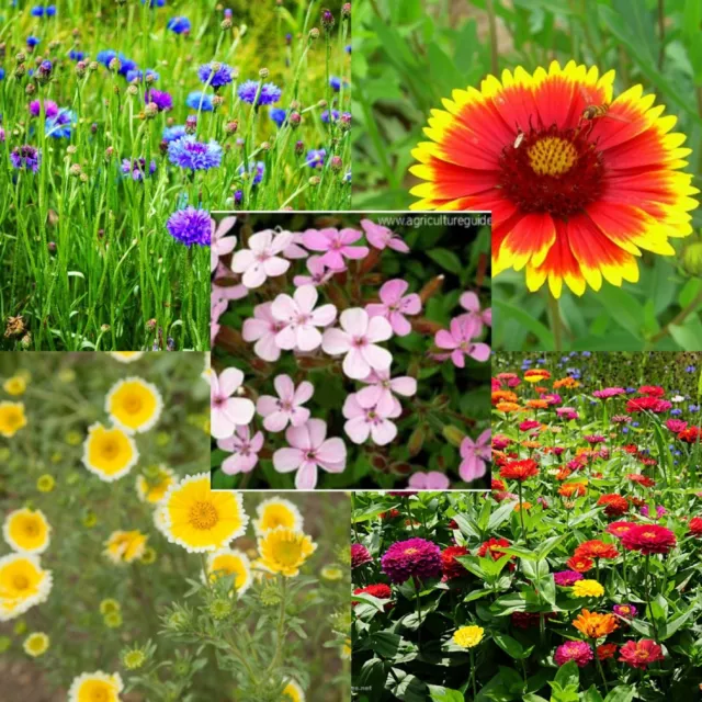 Sow and Grow Flower mix  - Dry Ground Mix - Sow Now - 5g