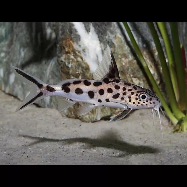 Cuckoo Synodontis | Synodontis Multipunctata | African Catfish