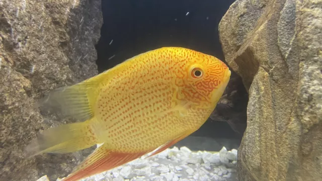 Red Spot Severum Cichlid