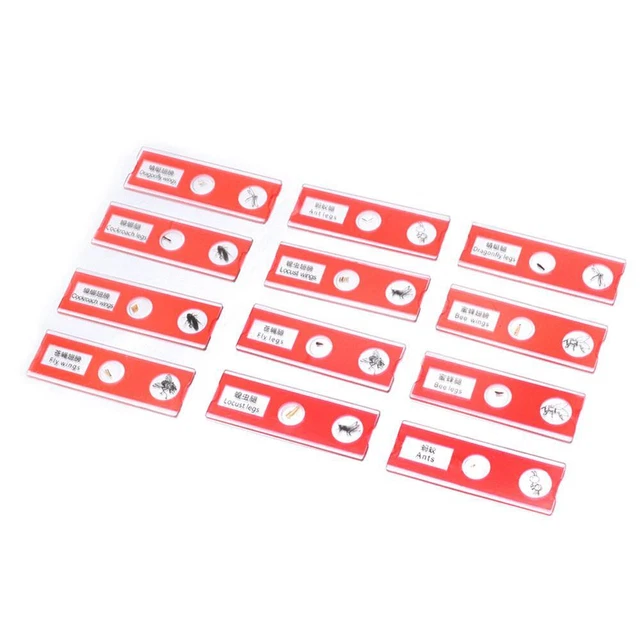 Sample Specimens Microscope Slides  Students Children