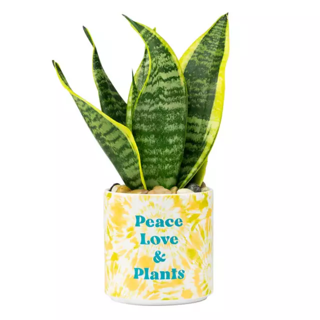 Blurred - Tie Dye Planter Medium: Peace Love & Plants - Stoneware - Novelty