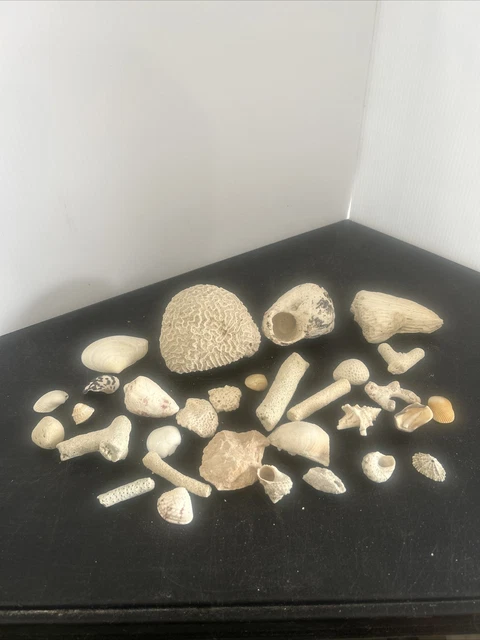 Natural Brain Coral Collectible Fossil Beach House Fish Tank Decor + 30 pieces