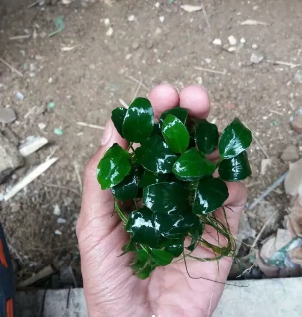 Anubias Nana Petite Nano Driftwood Easy Live Aquarium Plant Betta Fish Tank Mini