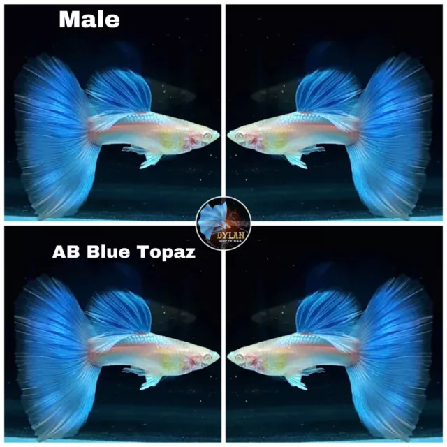 2X Female - Live Aquarium Guppy High Quality-Albino Blue Topaz Ribbon-USA SELLER