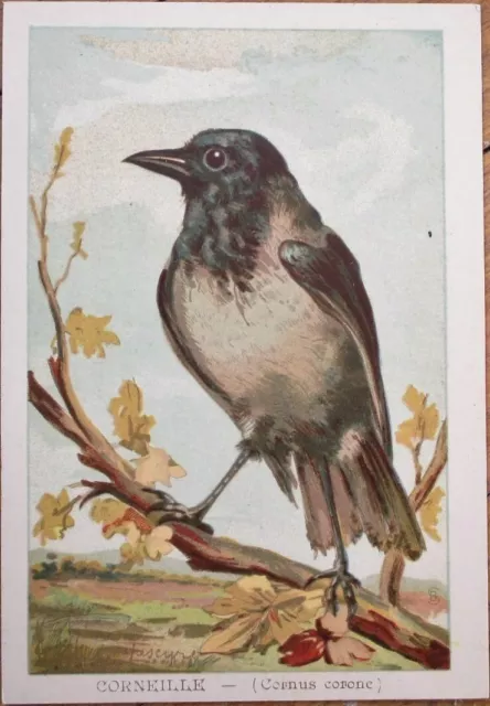 Bird Print 1890 French Victorian Shoes Trade Card, Artist Signed, Carrion Crow