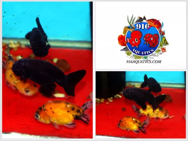 2 Inch Black Ranchu Live Goldfish 1 Piece Random
