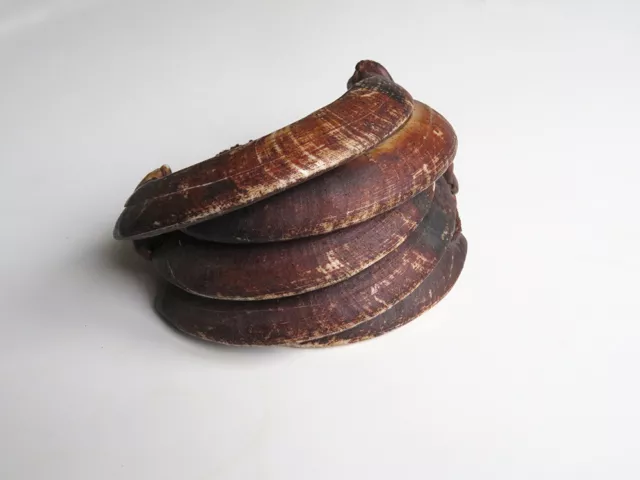 Eberzahn-Armschmuck der Kwoma, Ost-Sepik, Papua Neu-Guinea