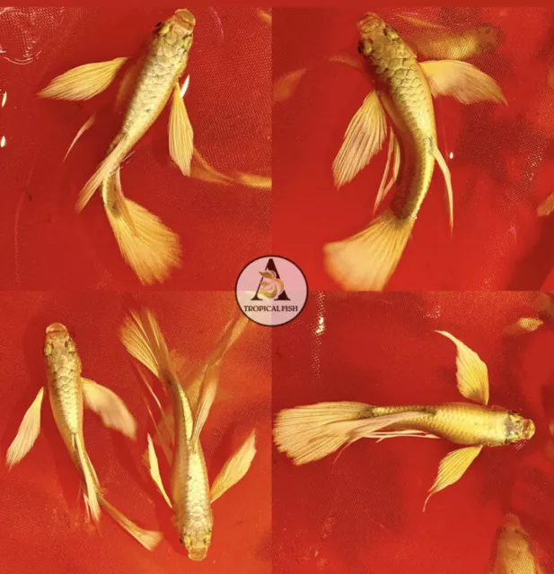 1 Male - Live Aquarium Guppy Fish High Quality - Full Gold RIBBON 24k