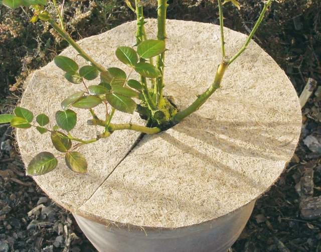 Gardissimo 461548 Kokos-Abdeckscheibe Basic Natur (Ø37 cm) (Winterschutz)