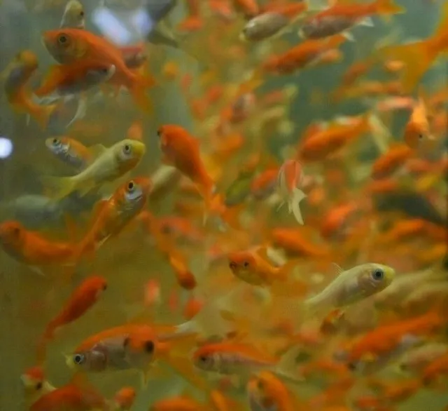 Live Common Goldfish (25+ Feeders for Monster Fish or Turtles)  *PLS READ DESCR*