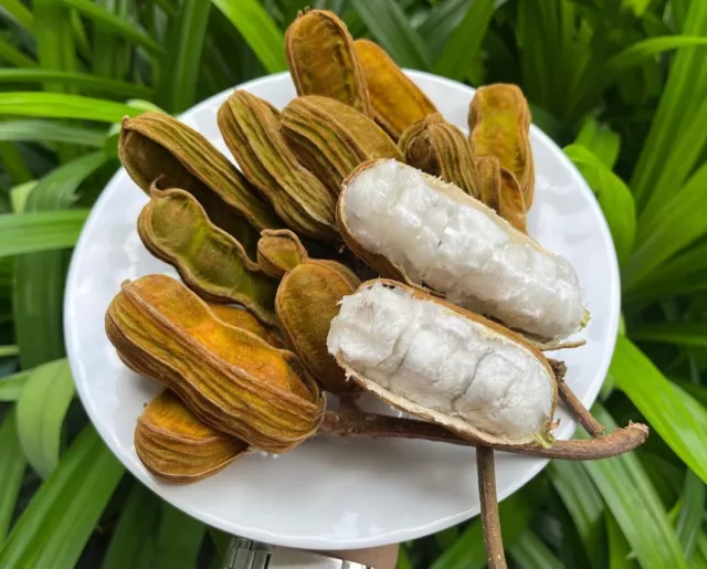 30++ Snow Fruit - Ice Cream Bean Seeds (Inga edulis) 100% Original