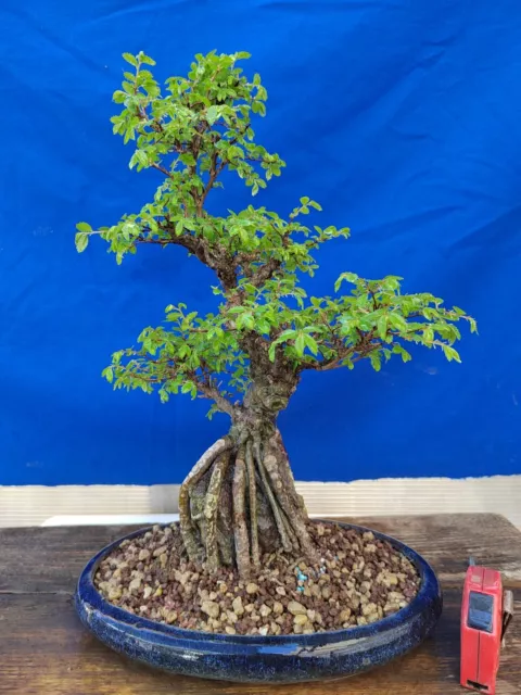 Bonsaï De zelkova serrata Sur Roche H 43 CM Visite Le Magasin