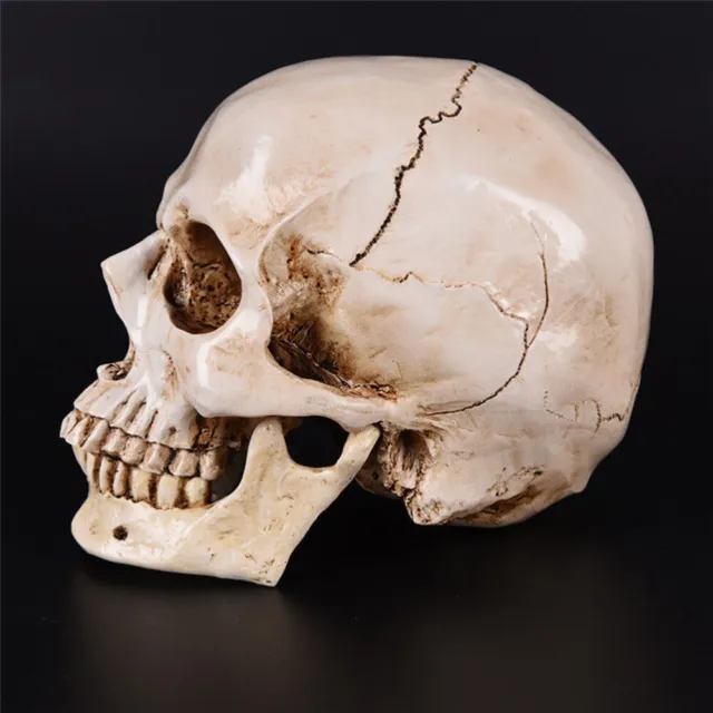 2 Pcs Human Skull Statue Molds Resin Arts Crafts Adults Teaching Supplies