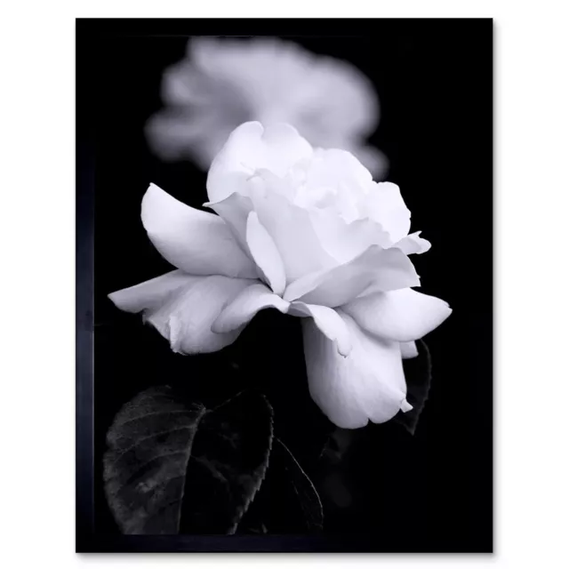 Nature Black White Rose Petal Flower 12X16 Inch Framed Art Print