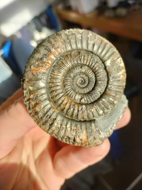  DACTYLIOCERAS Sp AMMONITE WHITBY YORKSHIRE UK DINOSAUR FOSSIL