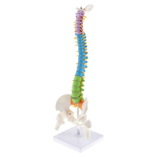 Anatomy 45CM Human Spine Pelvis Femur Heads Sacrum Model with Intervertebral Disc Colored Vertebral Column
