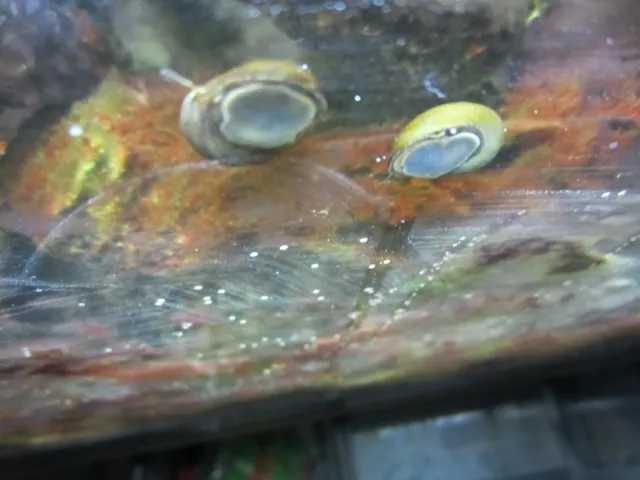 6 Live saltwater acclimated Olive Nerite Snails great algae eaters