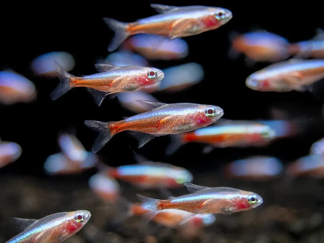 Group of 8+2 Live Albino Cardinal Tetras Premium Freshwater Tropical Fish A+++
